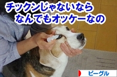 にほんブログ村 犬ブログ ビーグルへ