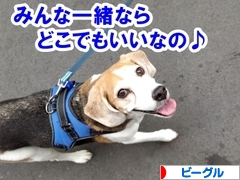 にほんブログ村 犬ブログ ビーグルへ