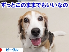 にほんブログ村 犬ブログ ビーグルへ