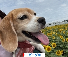 にほんブログ村 犬ブログ ビーグルへ