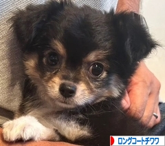 にほんブログ村 犬ブログ ロングコートチワワへ