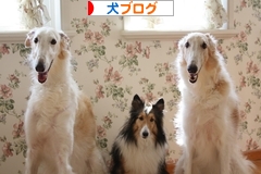 にほんブログ村 犬ブログへ