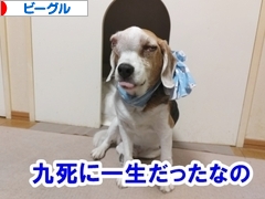 にほんブログ村 犬ブログ ビーグルへ