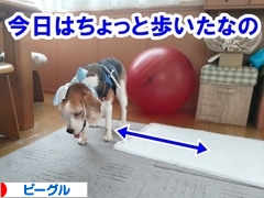 にほんブログ村 犬ブログ ビーグルへ