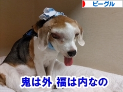 にほんブログ村 犬ブログ ビーグルへ