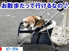 にほんブログ村 犬ブログ ビーグルへ