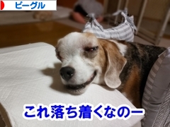 にほんブログ村 犬ブログ ビーグルへ