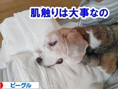 にほんブログ村 犬ブログ ビーグルへ