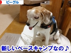 にほんブログ村 犬ブログ ビーグルへ