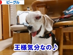 にほんブログ村 犬ブログ ビーグルへ