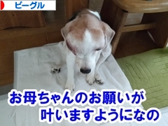 にほんブログ村 犬ブログ ビーグルへ