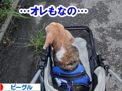 にほんブログ村 犬ブログ ビーグルへ