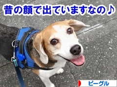 にほんブログ村 犬ブログ ビーグルへ