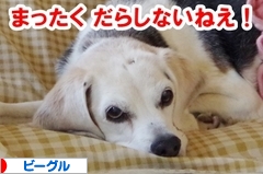 にほんブログ村 犬ブログ ビーグルへ