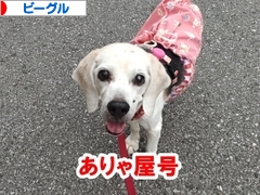 にほんブログ村 犬ブログ ビーグルへ