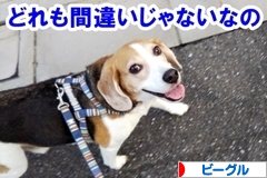 にほんブログ村 犬ブログ ビーグルへ