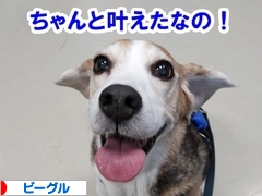 にほんブログ村 犬ブログ ビーグルへ