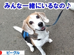 にほんブログ村 犬ブログ ビーグルへ