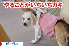 にほんブログ村 犬ブログ ビーグルへ