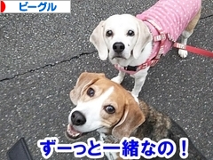 にほんブログ村 犬ブログ ビーグルへ