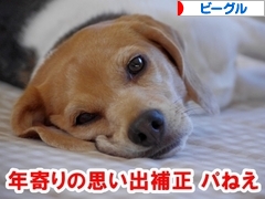 にほんブログ村 犬ブログ ビーグルへ