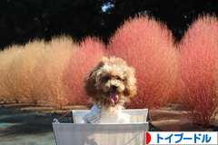 にほんブログ村 犬ブログ トイプードルへ