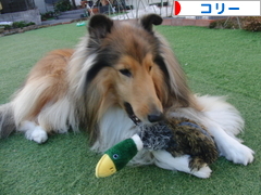 にほんブログ村 犬ブログ コリーへ