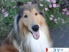 にほんブログ村 犬ブログ コリーへ