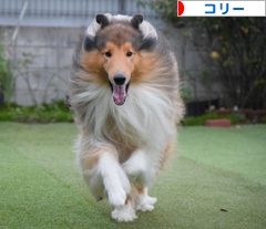 にほんブログ村 犬ブログ コリーへ