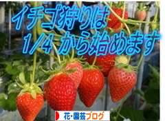 にほんブログ村 花・園芸ブログへ