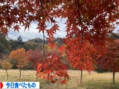 にほんブログ村 グルメブログ 今日食べたものへ