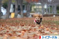 にほんブログ村 犬ブログ トイプードルへ