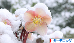 にほんブログ村 花・園芸ブログ ガーデニングへ