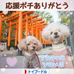 にほんブログ村 犬ブログ トイプードルへ