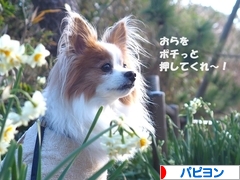 にほんブログ村 犬ブログ パピヨンへ