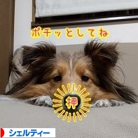 にほんブログ村 犬ブログ シェルティーへ