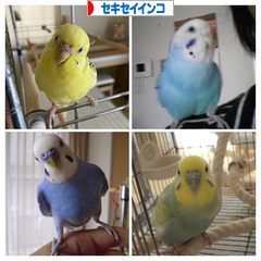 にほんブログ村 鳥ブログ セキセイインコへ