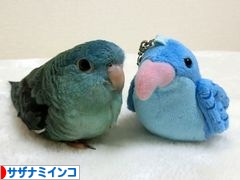 にほんブログ村 鳥ブログ サザナミインコへ