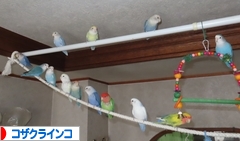 にほんブログ村 鳥ブログ コザクラインコへ