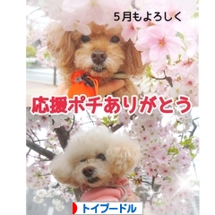 にほんブログ村 犬ブログ トイプードルへ