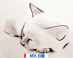 にほんブログ村 猫ブログ MIX白猫へ