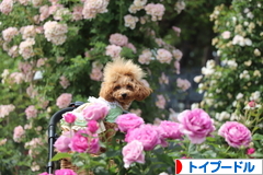 にほんブログ村 犬ブログ トイプードルへ