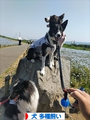 にほんブログ村 犬ブログ 犬 多種飼い（多犬種飼い）へ