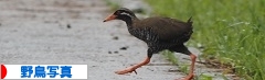 にほんブログ村 写真ブログ 野鳥写真へ