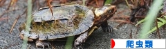 にほんブログ村 その他ペットブログ 爬虫類へ