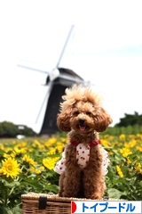 にほんブログ村 犬ブログ トイプードルへ