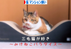 にほんブログ村 猫ブログ 猫 マンション飼いへ