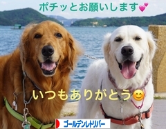 にほんブログ村 犬ブログ ゴールデンレトリバーへ