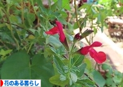 にほんブログ村 花・園芸ブログ 花のある暮らしへ