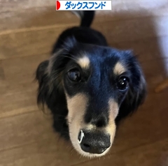 にほんブログ村 犬ブログ ダックスフンドへ